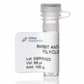 Affinity Purified Rabbit Anti-Mouse Albumin Antibody (1 vial)