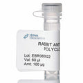 Fractionation Purified Rabbit Anti-Mouse Albumin Antibody (1 vial)
