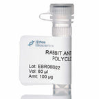Fractionation Purified Rabbit Anti-Mouse Albumin Antibody (1 vial)
