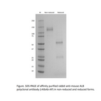 Fractionation Purified Rabbit Anti-Mouse Albumin Antibody (1 vial)