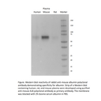 Fractionation Purified Rabbit Anti-Mouse Albumin Antibody (1 vial)