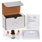 DTNB Thiol Oxidative Stress Assay
