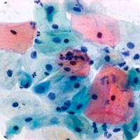 Papanicolaou Stain EA-36, 1gal, ADI